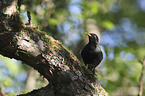 European starling