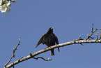 European starling