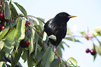 European starling