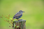 European starling
