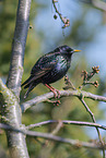 starling