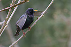 starling