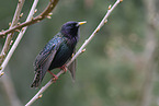 starling