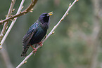 starling