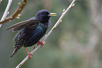 starling