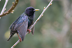 starling