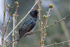 starling