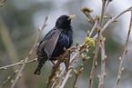 starling