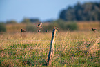 European starlings