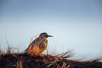 European starling