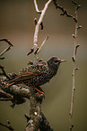 European starling