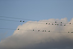 European starlings