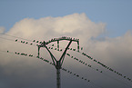 European starlings