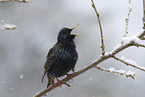 European starling