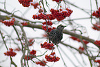 European starling
