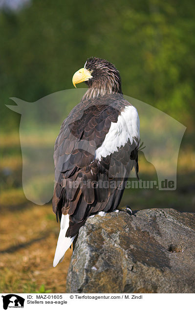 Riesenseeadler / Stellers sea-eagle / MAZ-01605