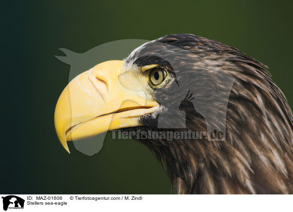 Riesenseeadler / Stellers sea-eagle / MAZ-01606