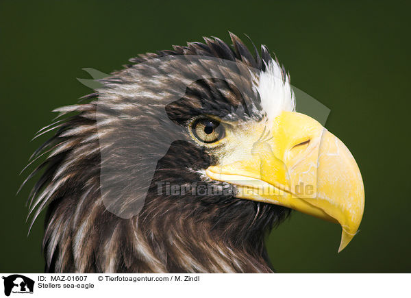 Riesenseeadler / Stellers sea-eagle / MAZ-01607