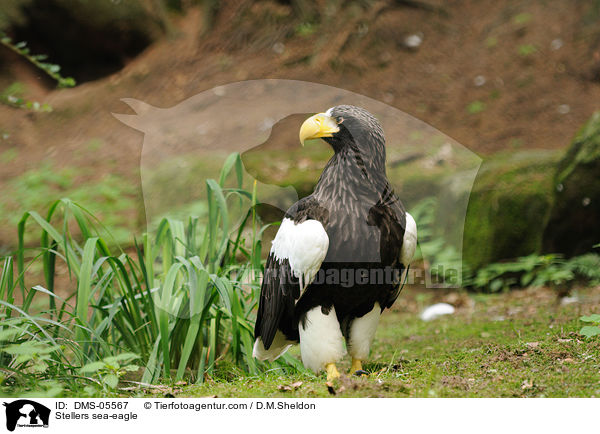 Riesenseeadler / Stellers sea-eagle / DMS-05567