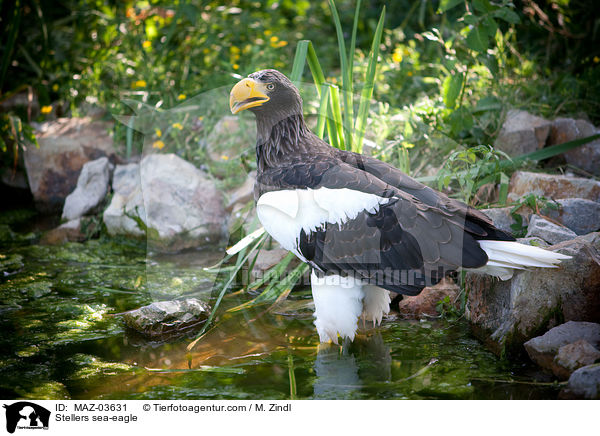 Riesenseeadler / Stellers sea-eagle / MAZ-03631