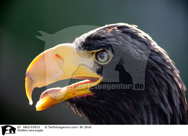 Riesenseeadler / Stellers sea-eagle / MAZ-03633