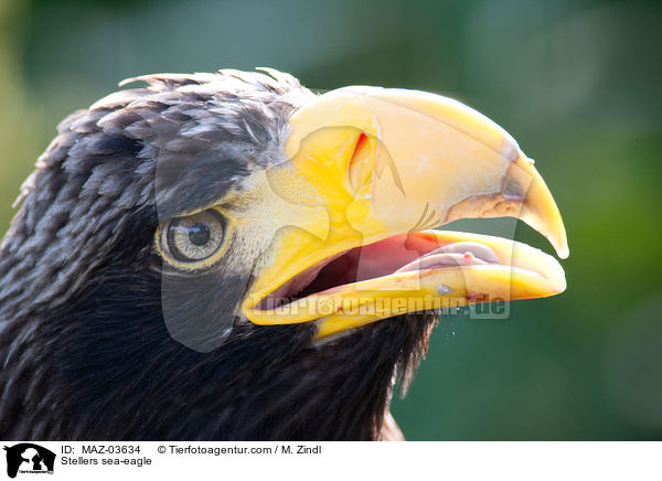 Stellers sea-eagle / MAZ-03634