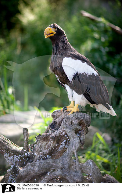 Riesenseeadler / Stellers sea-eagle / MAZ-03636