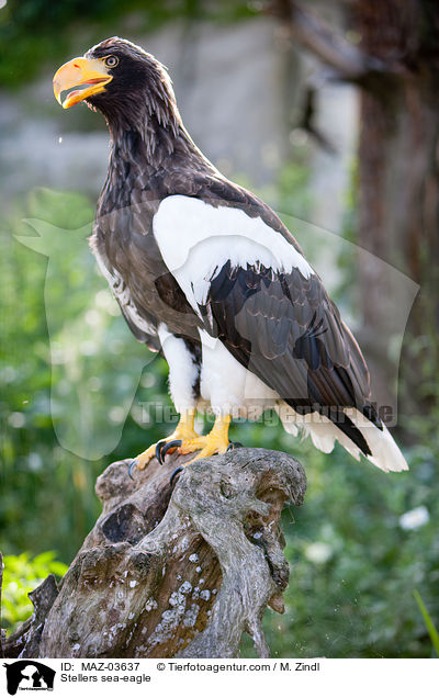 Riesenseeadler / Stellers sea-eagle / MAZ-03637