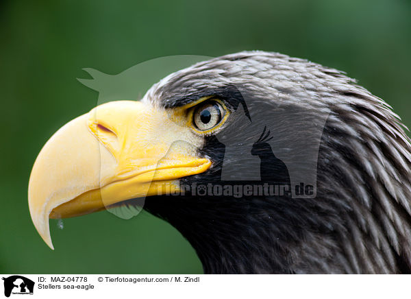 Riesenseeadler / Stellers sea-eagle / MAZ-04778