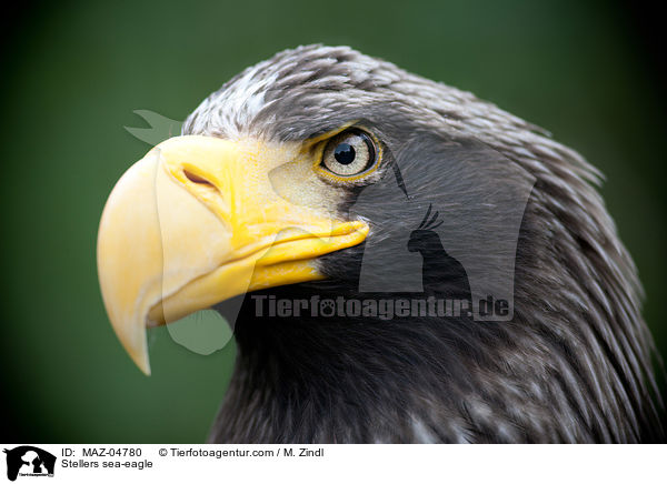 Riesenseeadler / Stellers sea-eagle / MAZ-04780