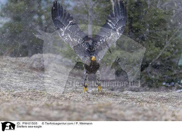 Riesenseeadler / Stellers sea-eagle / PW-01505