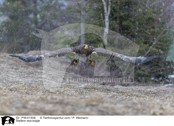 Riesenseeadler / Stellers sea-eagle / PW-01506