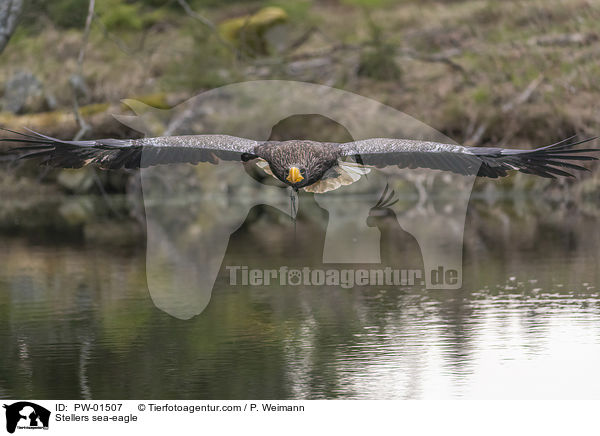 Riesenseeadler / Stellers sea-eagle / PW-01507