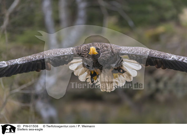 Stellers sea-eagle / PW-01508