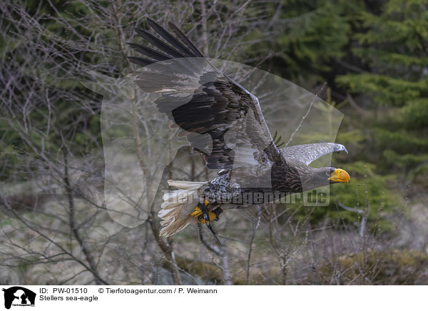 Stellers sea-eagle / PW-01510