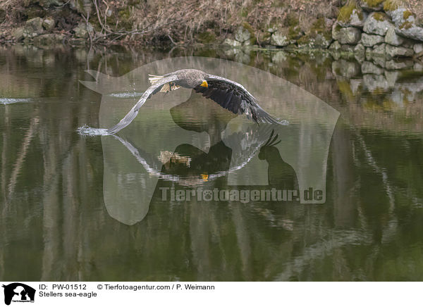 Riesenseeadler / Stellers sea-eagle / PW-01512