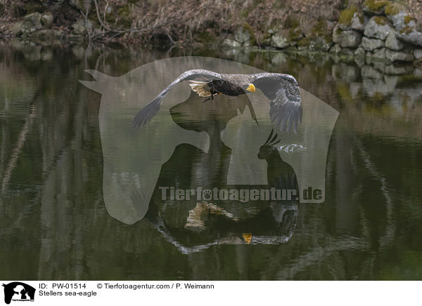 Riesenseeadler / Stellers sea-eagle / PW-01514