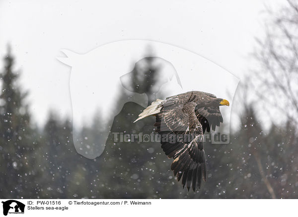 Riesenseeadler / Stellers sea-eagle / PW-01516