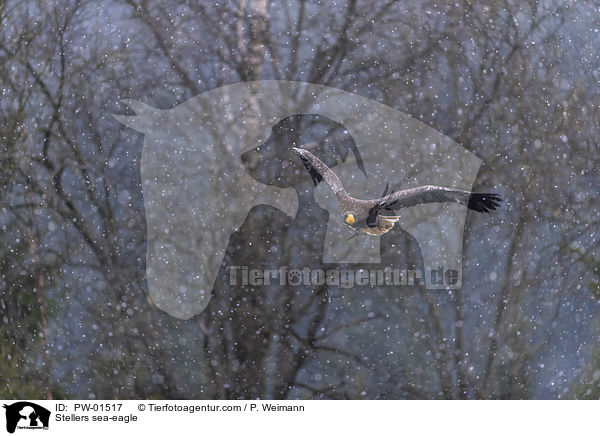 Riesenseeadler / Stellers sea-eagle / PW-01517