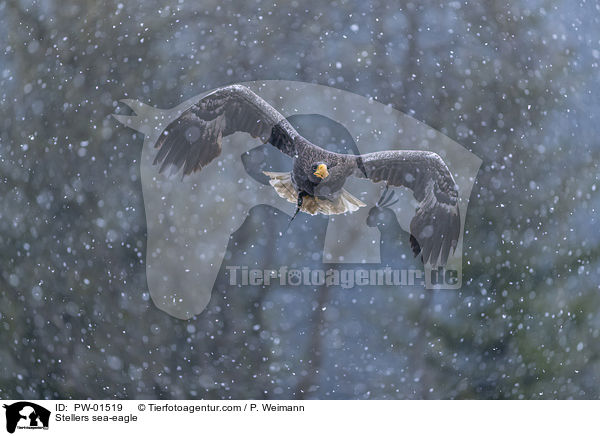 Riesenseeadler / Stellers sea-eagle / PW-01519