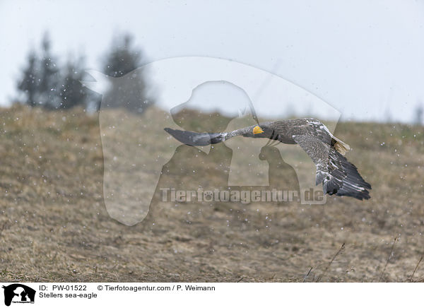 Riesenseeadler / Stellers sea-eagle / PW-01522