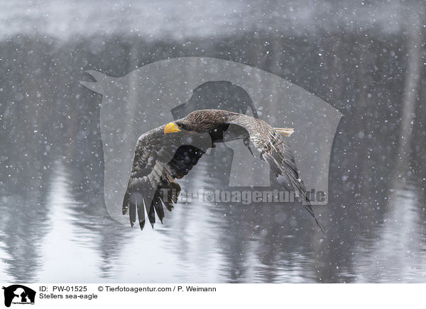 Stellers sea-eagle / PW-01525