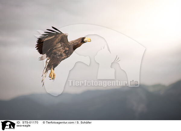 Riesenseeadler / sea-eagle / STS-01170