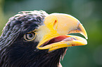 Stellers sea-eagle