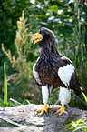 Stellers sea-eagle