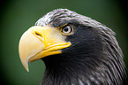 Stellers sea-eagle