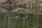 Stellers sea-eagle