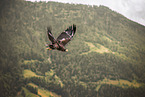 sea-eagle