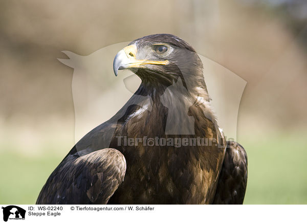 Steppe Eagle / WS-02240