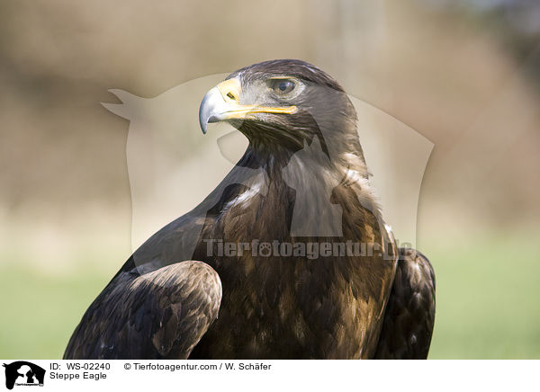 Steppenadler / Steppe Eagle / WS-02240